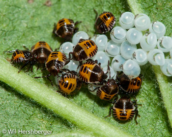 Newly hatched BMSB nymphs cluster around the egg mass on the underside of a leaf.