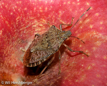 A BMSB adult on an apple