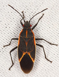 Boxelder Bug, Boisea trivittata