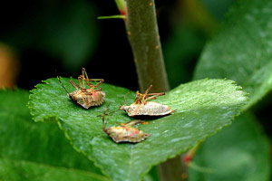 Dead stink bugs on an attract-and-kill tree