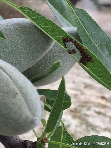 First instar BMSB on almond tree