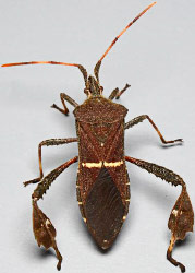 Leaffooted Bug, Leptoglossus phyllopus