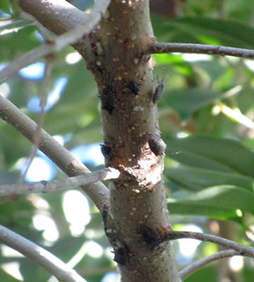Brown marmorated stink bugs on Ligustrum japonicum
