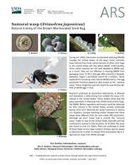Samurai Wasp Factsheet