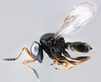 The samurai wasp (Trissolcus japonicus)