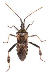 Western Conifer-Seed Bug, Leptoglossus occidentalis