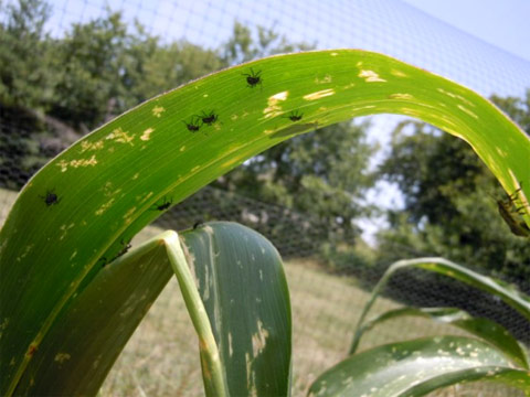 Brown marmorated stink bug nymphs on corn in August, Roanoke, Virginia