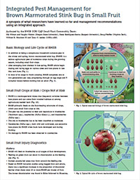 IPM for Brown Marmorated Stink Bug in Small Fruit