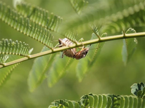Mating pair of brown marmorated stink bug adults on mimosa in June, Salem, Virginia