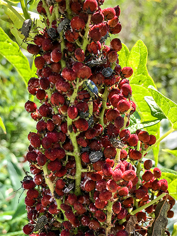 Brown marmorated stink bug nymphs on the fruit of staghorn sumac