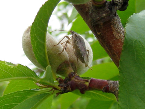 Brown marmorated stink bug adult on peach in May, Kearneysville, West Virginia