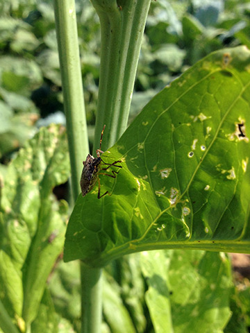 Brown marmorated stink bug on wild mustard