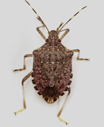 Brown Marmorated Stink Bug