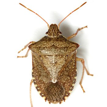 Brown stink bug (Euschistus servus)