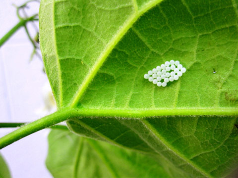 Brown marmorated stink bug eggs on catalpa