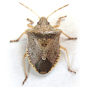 Consperse stink bug (Euschistus conspersus)