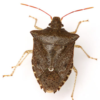 Dusky stink bug (Euschistus tristigmus)