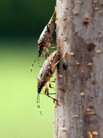Brown marmorated stink bug adults feeding through the bark of an elm tree