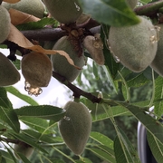 Gumming of almonds due to BMSB damage.