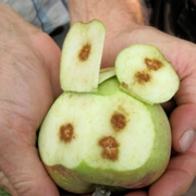 Apple with internal necrosis.