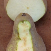 Bosc pear damage.