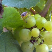 BMSB on grapes.
