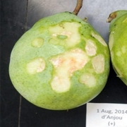 BMSB damage in pears.