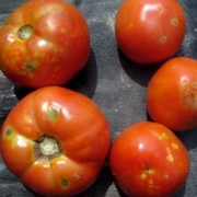 Feeding injury on tomato.